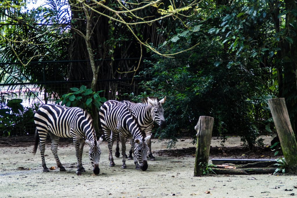 Singapore Zoo