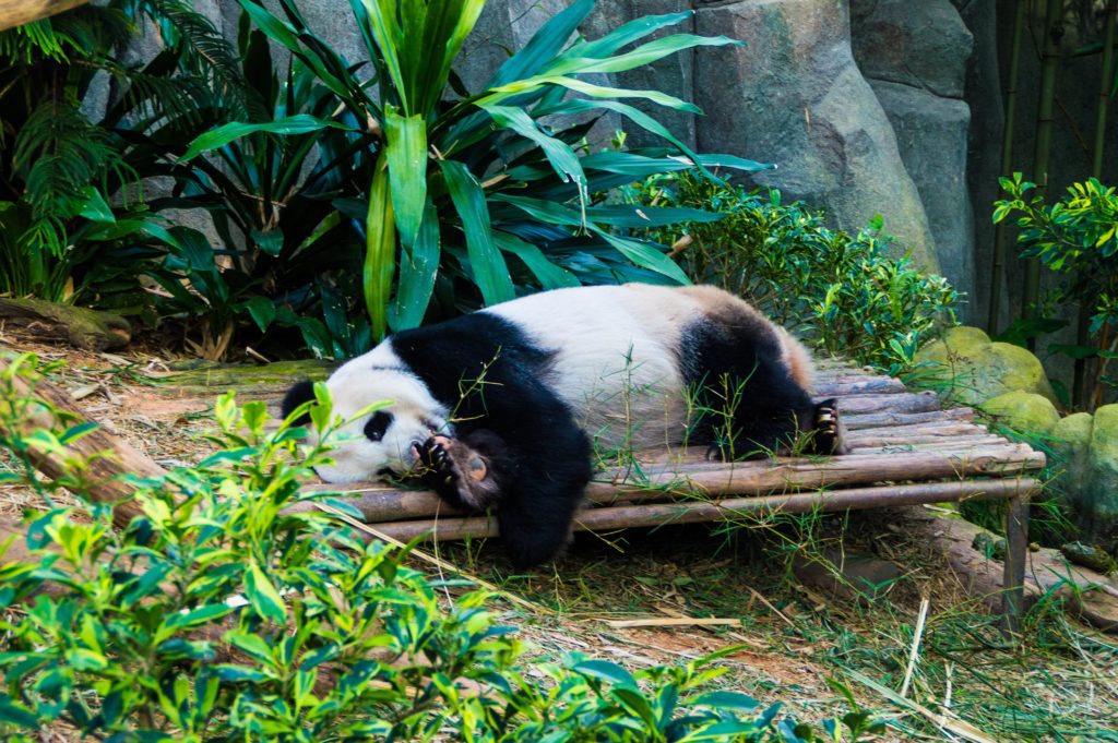 Singapore Zoo