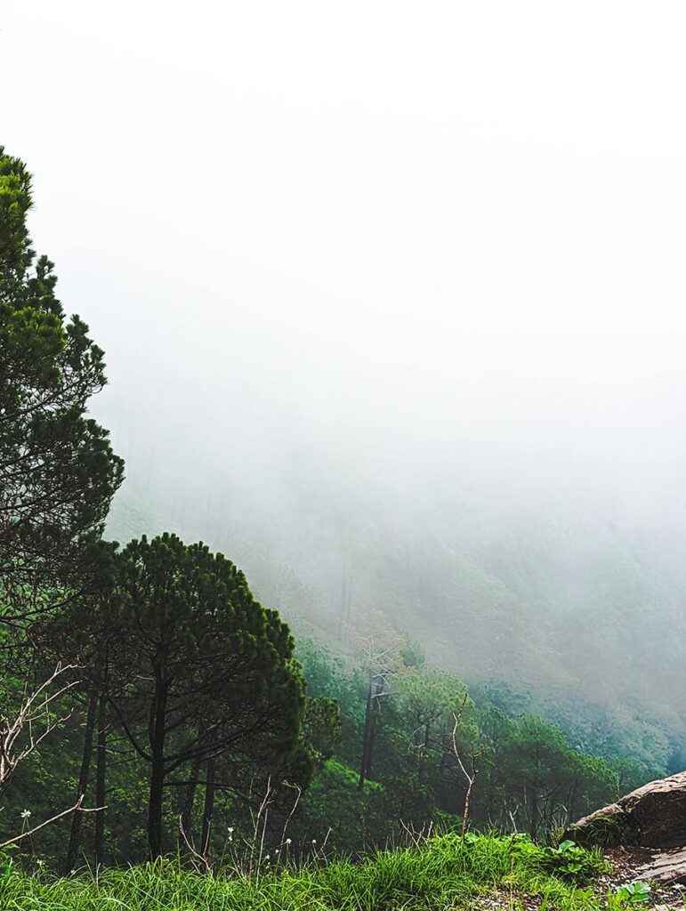 things to do in kasauli - gilbert trail