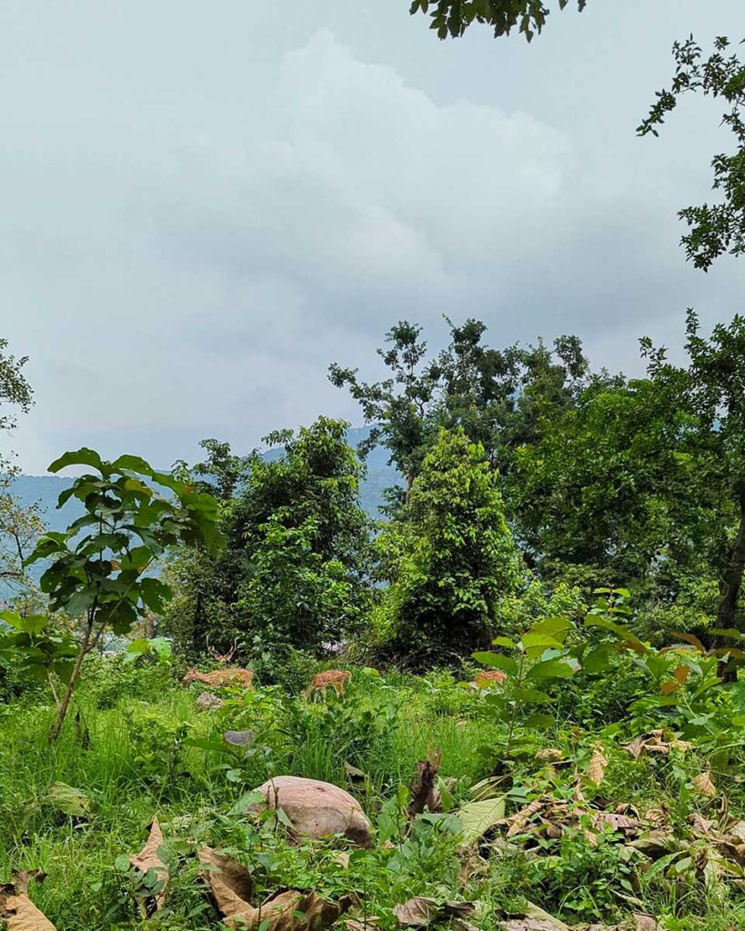 Jim corbett national park