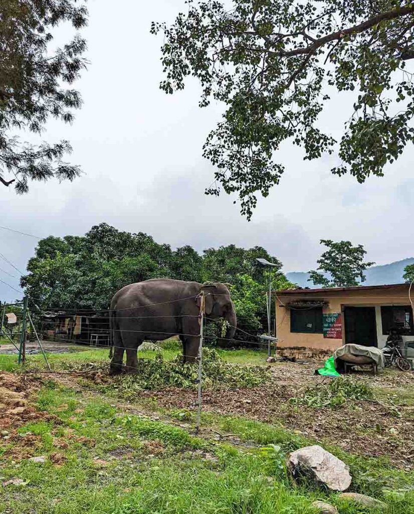 Jim corbett national park