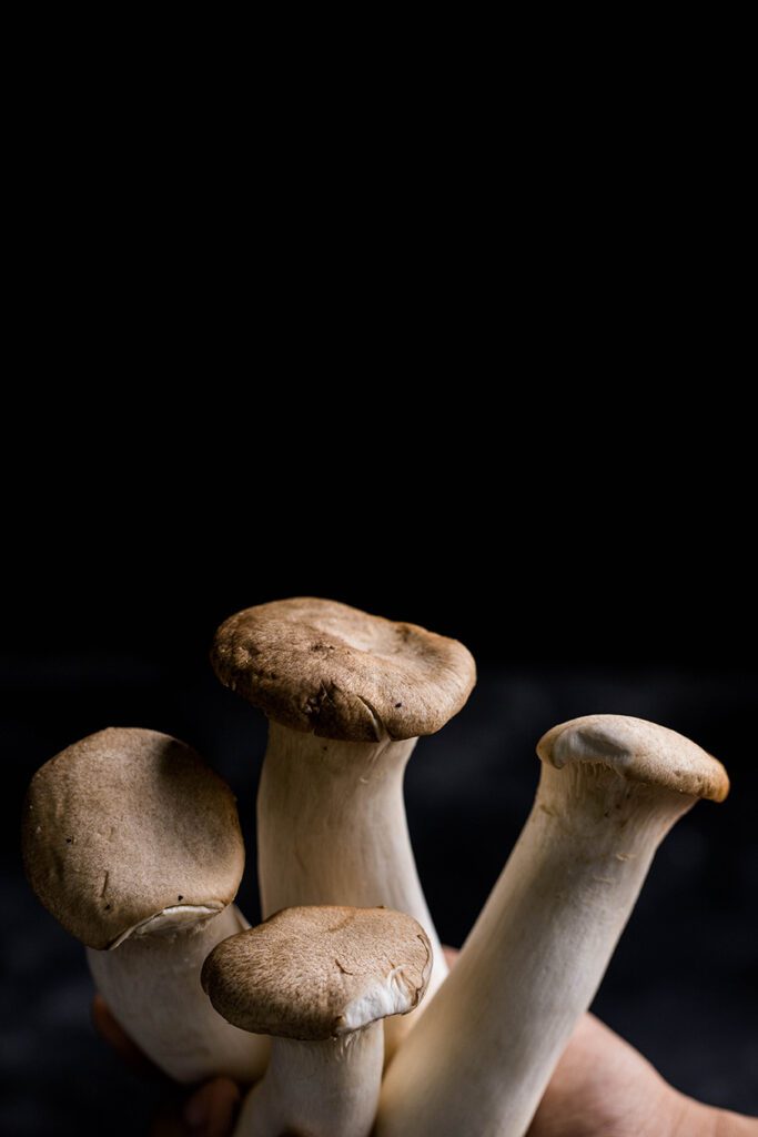 mushroom photography